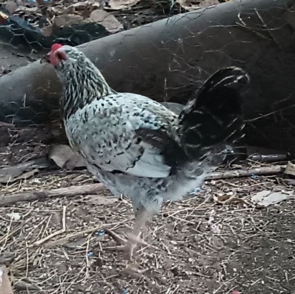 Bits and Pieces - Picture 10 of 12